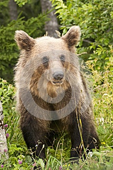 Brown bear