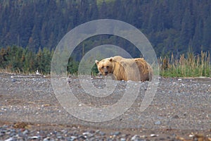 Brown Bear in Alaska