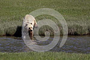 Brown Bear Alaska