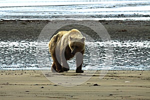Brown Bear in Alaska at Clark Lake National Park