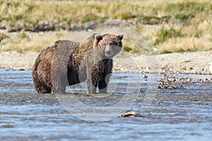 Brown bear at Alaska Katmai