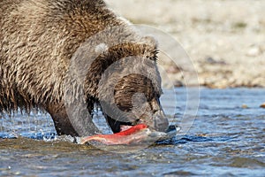 Brown bear at Alaska Katmai