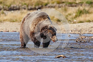 Brown bear at Alaska Katmai