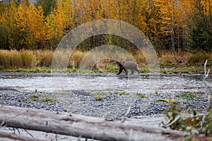 Brown Bear Alaska mountains