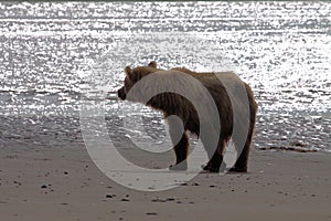 Brown Bear in Alaska on ocean beach