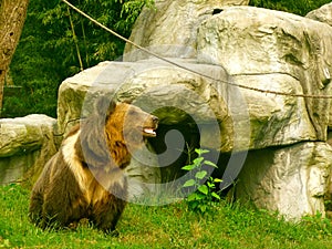 Brown Bear in the Animals Asia rescue centre near Chengdu, China photo