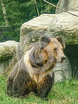 Brown Bear in the Animals Asia rescue centre near Chengdu, China photo