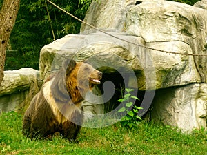 Brown Bear in the Animals Asia rescue centre near Chengdu, China photo