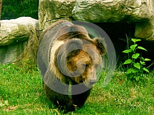 Brown Bear in the Animals Asia rescue centre near Chengdu, China photo