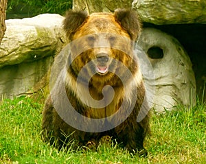 Brown Bear in the Animals Asia rescue centre near Chengdu, China photo