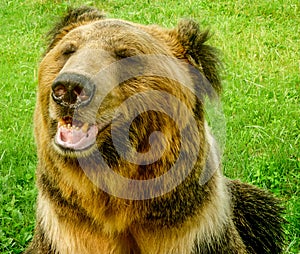 Brown Bear in the Animals Asia rescue centre near Chengdu, China photo