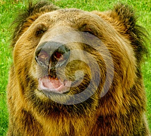 Brown Bear in the Animals Asia rescue centre near Chengdu, China photo