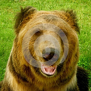 Brown Bear in the Animals Asia rescue centre near Chengdu, China photo