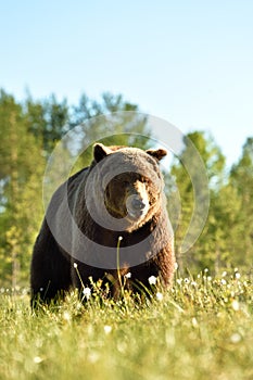 Brown bear approaching at daylight, forest in the background