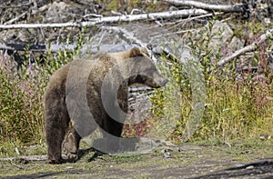 Brown Bear in Autumn in Alaska