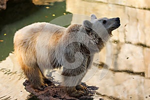 Brown Bear in autumn High quality