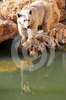 Brown Bear in autumn High quality