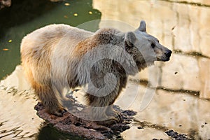 Brown Bear in autumn High quality