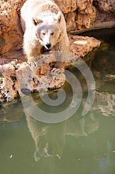 Brown Bear in autumn High quality