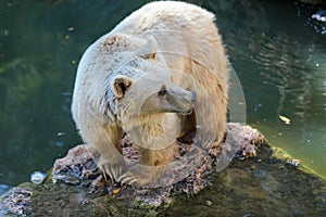 Brown Bear in autumn High quality