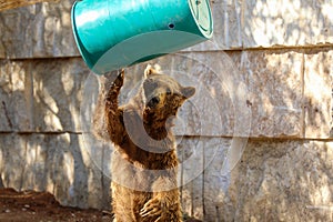 Brown Bear in autumn High quality