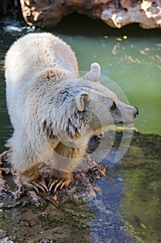 Brown Bear in autumn High quality