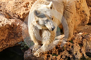 Brown Bear in autumn High quality