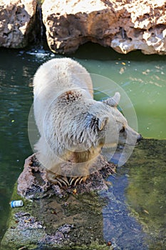 Brown Bear in autumn High quality