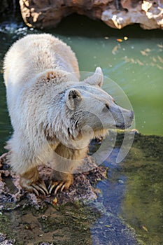 Brown Bear in autumn High quality