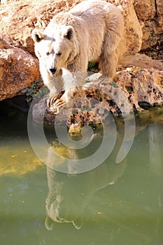 Brown Bear in autumn High quality