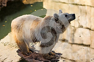 Brown Bear in autumn High quality