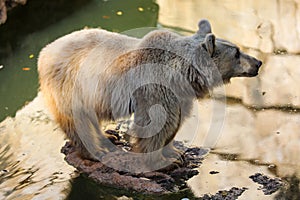 Brown Bear in autumn High quality