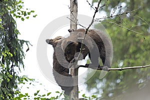 Brown bear baby cub siblings playing on a tree