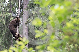 Brown bear baby cub siblings on a tree playing