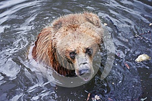 Brown bear bathing