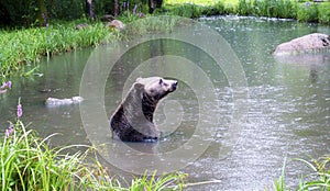 Brown bear bathing in the lake