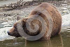 Brown bear bathing in the pond