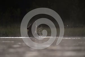 Brown bear bathing in a pond
