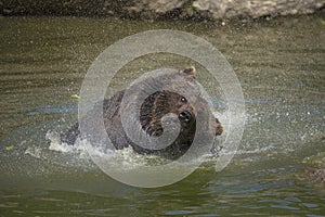Brown bear bathing