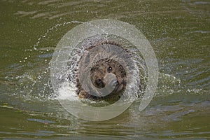 Brown bear bathing