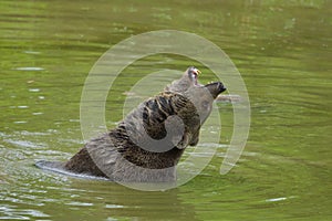 Brown bear bathing