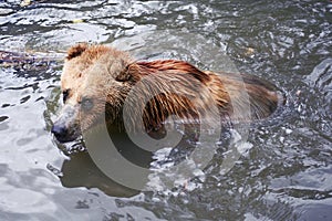 Brown bear bathing