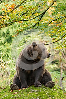 Brown Bear in the Bavarian forest.