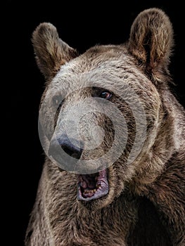 Brown bear black background