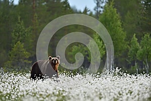 Brown bear in blooming cotton grass