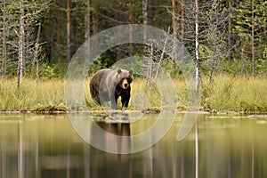 Brown bear in bog landscape