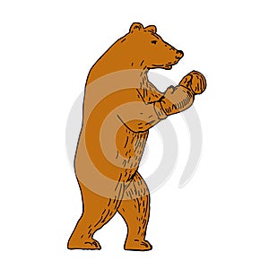 Brown Bear Boxing Stance Drawing