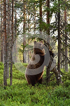 Brown bear breaks a tree.