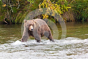 Brown bear at Brooks Falls