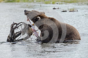 Brown Bear in Brooks River Alaska.